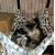 Cat hang-bed 動物紋 貓吊床 (多款圖案, 隨機發貨)