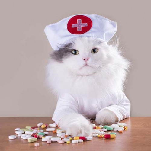 貓補品，護理醫護