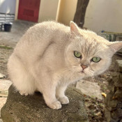 獨立貓義工 - 沙頭角Meow世界