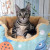 *捐贈只往* 浪貓薈 (幼貓糧) Royal Canin CAT (FHN) Kitten - up to 12 moths (K36) (Kitten 幼貓) 10kg 健康營養系列 幼貓營養配方 一包
