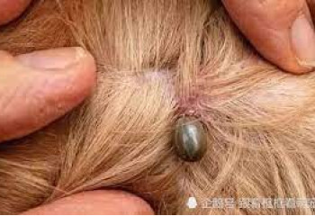 傳播疾病的惡毒蜱蟲
