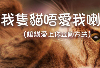 我隻貓唔愛我喇