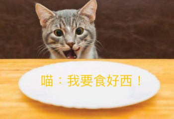 新手必讀！乾糧、罐罐、脫水、風乾、凍乾、生肉…咁多主食點樣揀？