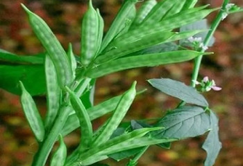 踢爆貓罐生產商加料系列(二) - 瓜爾豆膠及黃原膠