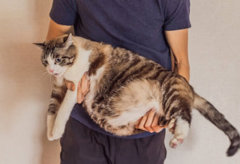 貓也有高膽固醇?