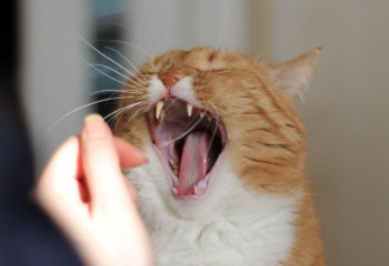 貓咪狂犬病