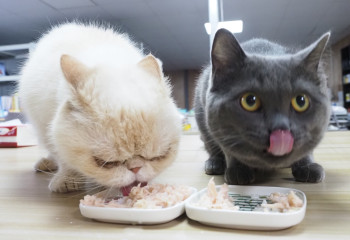 貓每天應該吃多少餐？