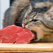 生肉糧