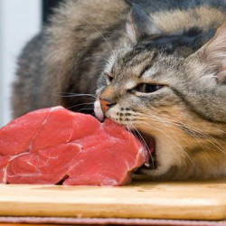 生肉糧